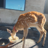 comment-small-img