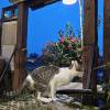 comment-small-img