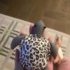 comment-small-img