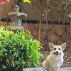 comment-small-img