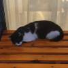 comment-small-img