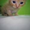 comment-small-img