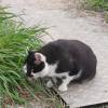 comment-small-img
