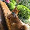 comment-small-img