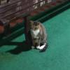comment-small-img