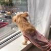 comment-small-img