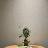 comment-small-img