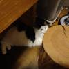 comment-small-img