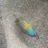 comment-small-img