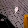 comment-small-img