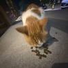 comment-small-img