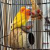 comment-small-img
