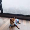 comment-small-img
