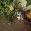 comment-small-img