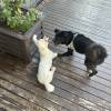 comment-small-img