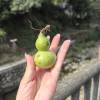 comment-small-img