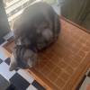 comment-small-img