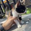 comment-small-img