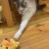 comment-small-img