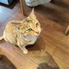 comment-small-img
