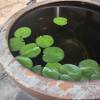 comment-small-img