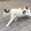 comment-small-img