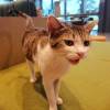 comment-small-img