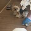 comment-small-img