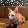 comment-small-img