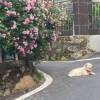 comment-small-img