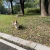 comment-small-img
