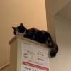 comment-small-img