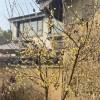 comment-small-img