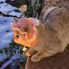 comment-small-img