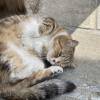comment-small-img