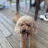 comment-small-img