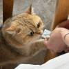 comment-small-img
