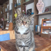 comment-small-img