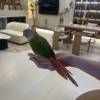 comment-small-img