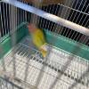 comment-small-img