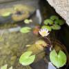 comment-small-img