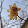 comment-small-img