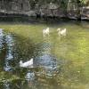 comment-small-img