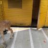 comment-small-img
