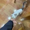 comment-small-img