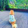 comment-small-img