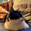 comment-small-img