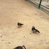 comment-small-img
