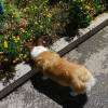 comment-small-img