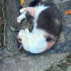 comment-small-img